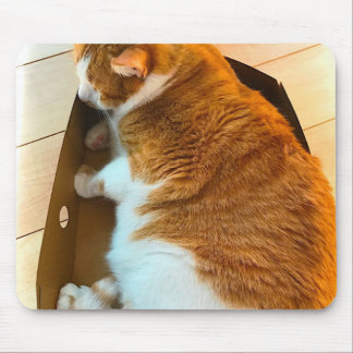 Ginger tabby in cardboard box mouse mat