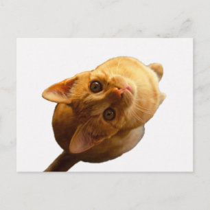 Ginger Tabby Kitten Postcard