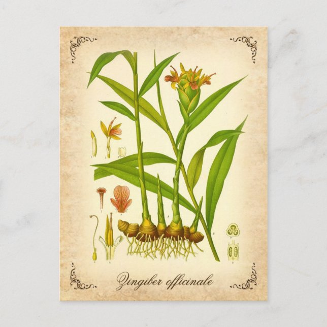 Ginger - vintage illustration postcard (Front)