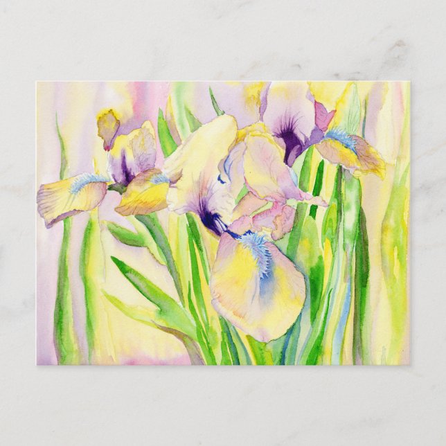 Gingerbread Iris Postcards (Front)