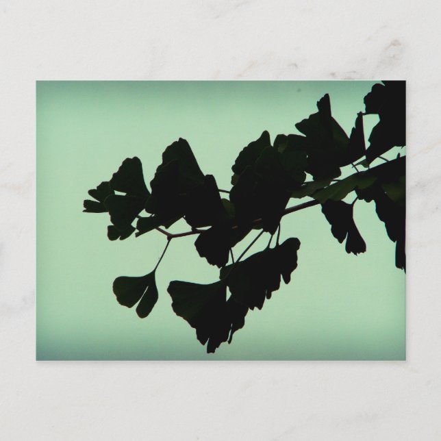 Gingko Postcard (Front)