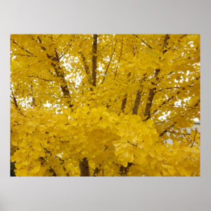 Gingko Tree in Autumn Poster