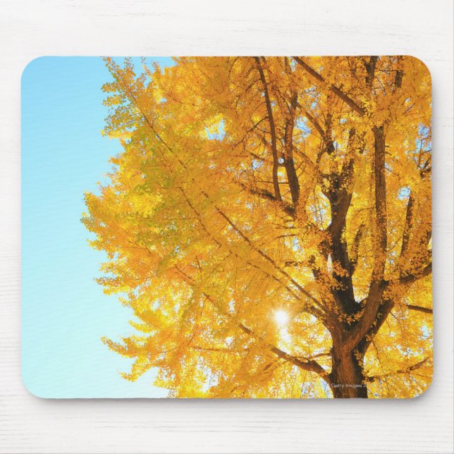 Gingko Tree, Nagano Prefecture, Japan Mouse Mat (Front)