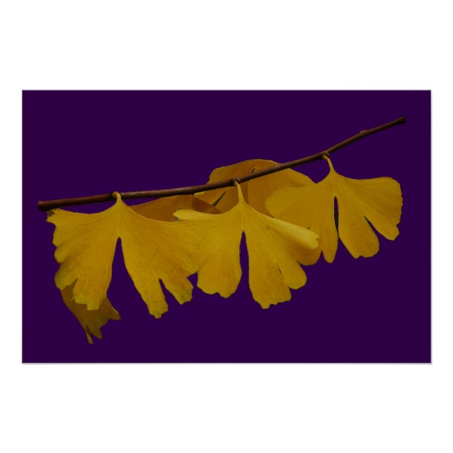 Ginkgo Biloba Leaves Poster (Front)