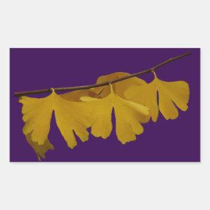 Ginkgo Biloba Leaves Sticker