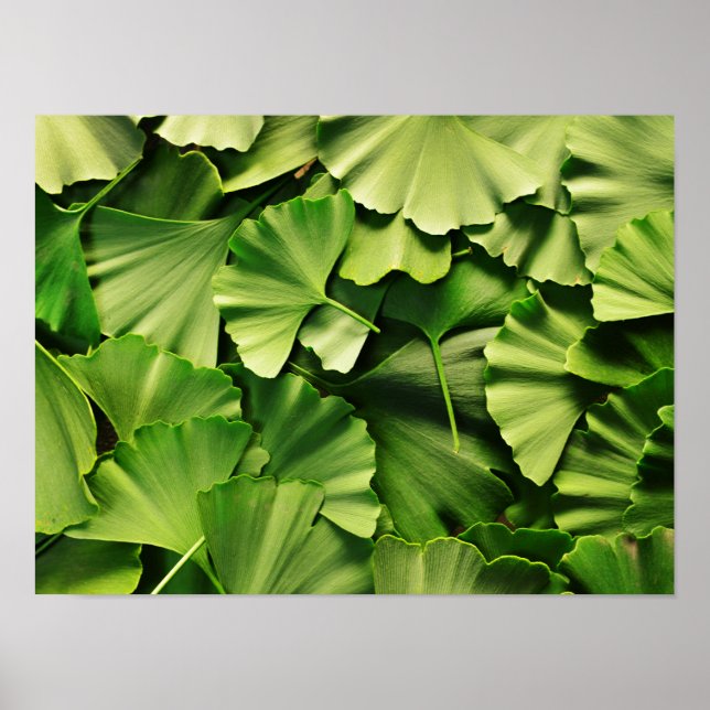 ginkgo biloba tree leaf nature plant texture poster (Front)
