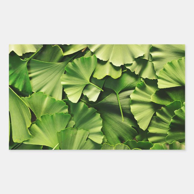 ginkgo biloba tree leaf nature plant texture rectangular sticker (Front)