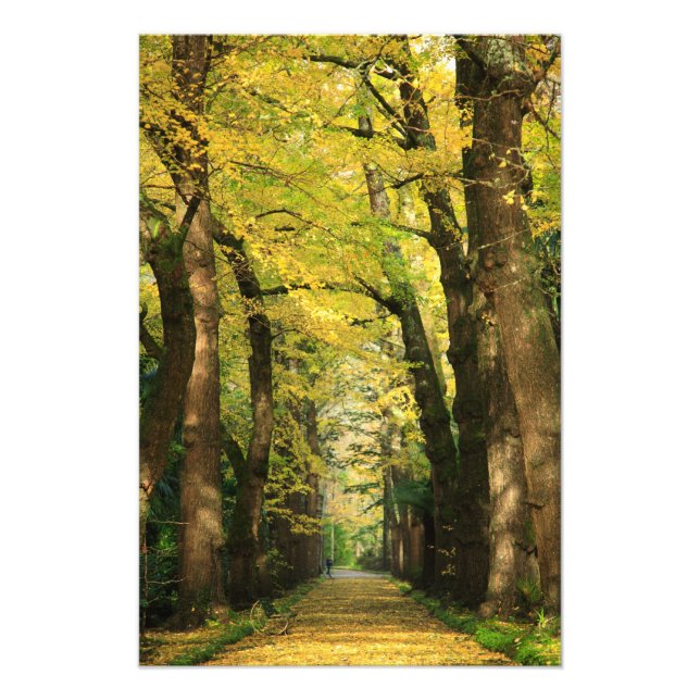 Ginkgo Biloba trees Photo Print (Front)