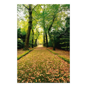 Ginkgo Biloba trees Photo Print