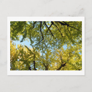 Ginkgo Leaf Canopy: Japan Postcard
