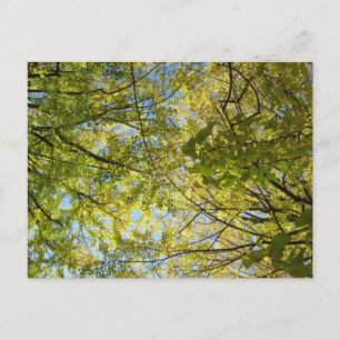 Ginkgo Leaf Canopy: Japan Postcard