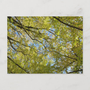 Ginkgo Leaf Canopy Postcard