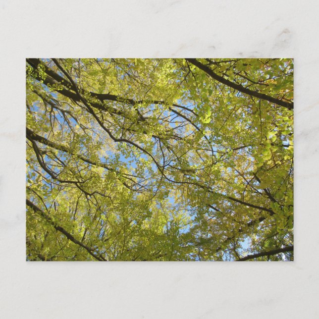 Ginkgo Leaf Canopy Postcard (Front)