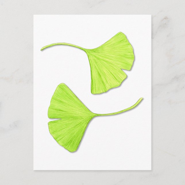 Ginkgo Leaves Botanical Art Postcard (Front)