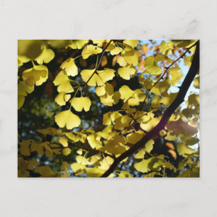 Ginkgo Leaves in Autumn: Japan Postcard