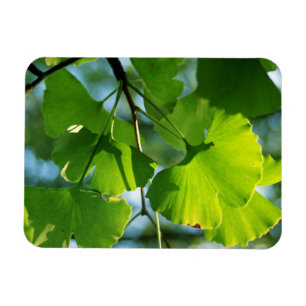 Ginkgo Leaves in Summer Magnet
