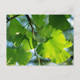 Ginkgo Leaves in Summer Postcard