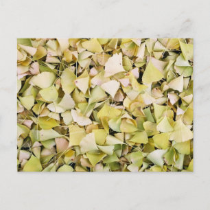 Ginkgo Leaves: Japan Postcard