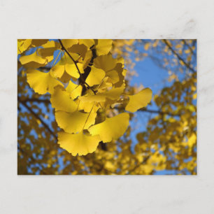 Ginkgo Leaves Postcard