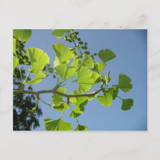 Ginkgo Postcard