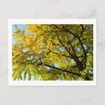 Ginkgo Tree: Japan