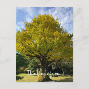 Ginkgo Tree of Golden Yellow Postcard