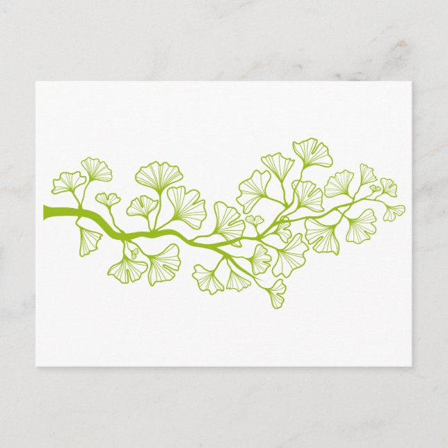 ginkgo tree with green leaves postcard (Front)