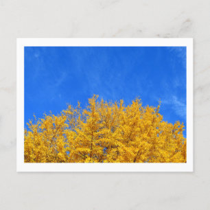 Ginkgo: Yellow Leaves, Blue Sky Postcard