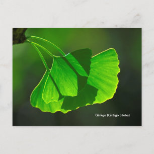 Ginkgobaum (Ginkgo biloba) Postcard