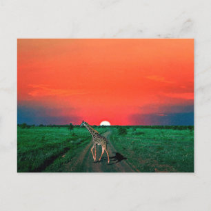 Girafe in Serengeti  - Sunset Holiday Postcard