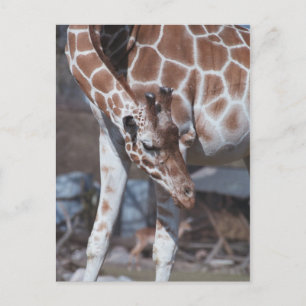 Giraff postcard