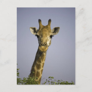 Giraffa Camelopardalis Postcard