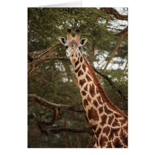 Giraffe (Front)