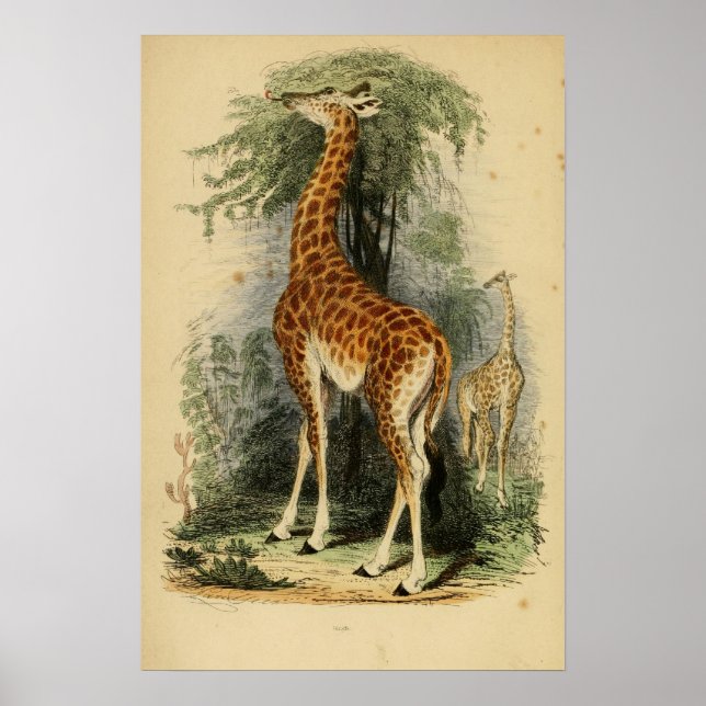 Giraffe (1849) poster (Front)