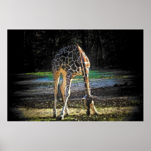 Giraffe 1 poster