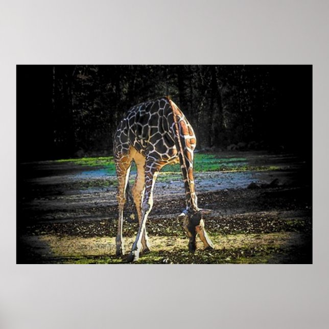 Giraffe 1 poster (Front)