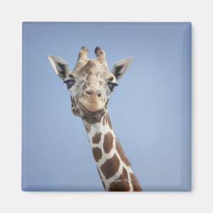Giraffe 2 magnet