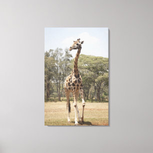 Giraffe 3 canvas print