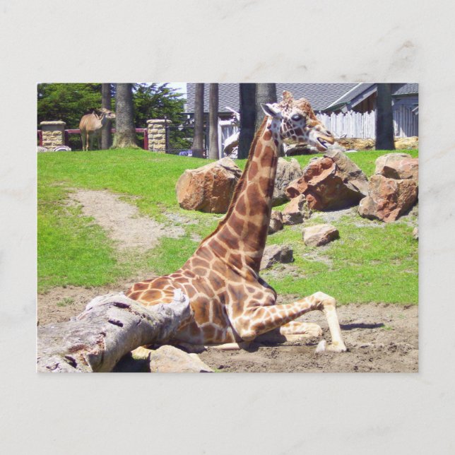 Giraffe #3 Postcard (Front)