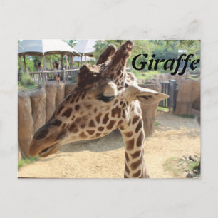 Giraffe # 3 postcard