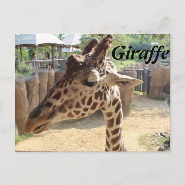 Giraffe # 3 postcard (Front)
