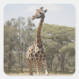 Giraffe 5 square sticker