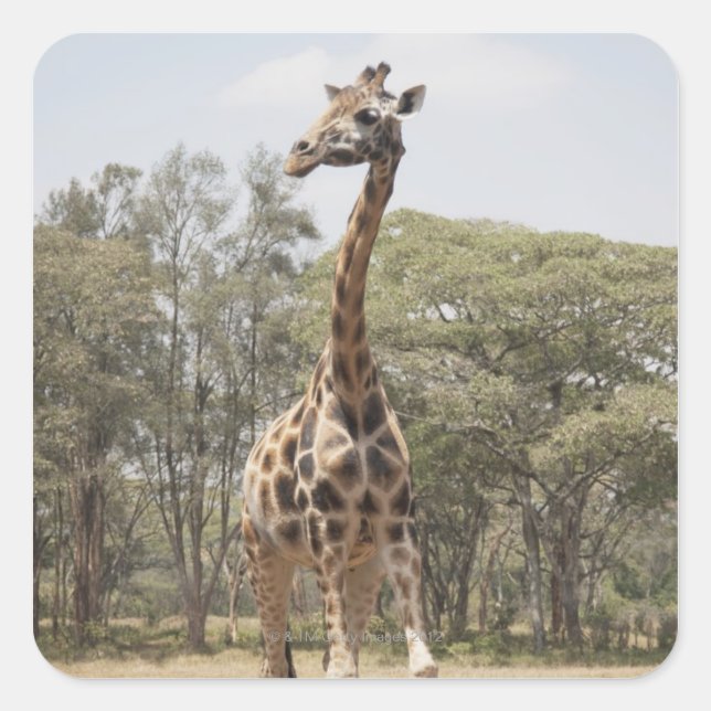Giraffe 5 square sticker (Front)