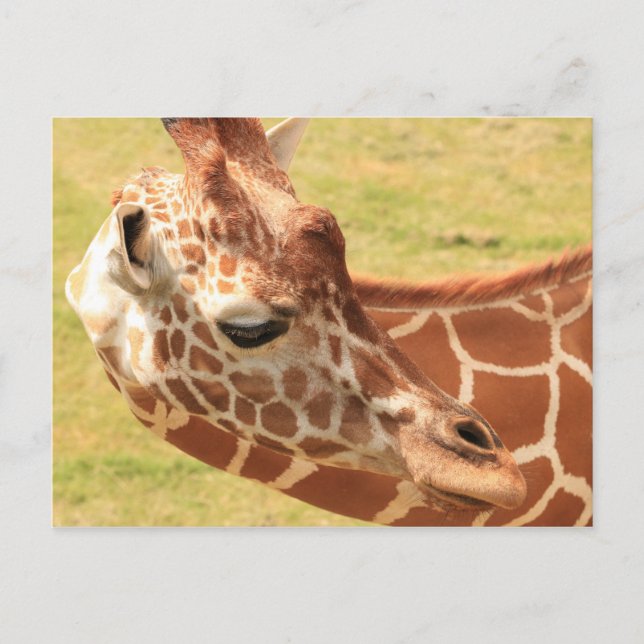 Giraffe #6 postcard (Front)