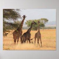 Giraffe Africa Animal Pattern Destiny's Destiny