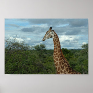 Giraffe at Dusk Poster