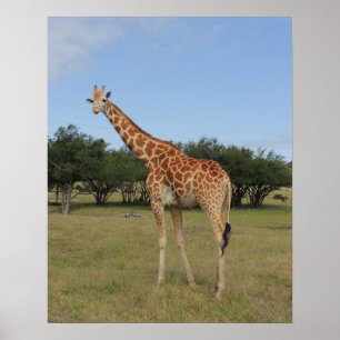 Giraffe at Fossil Rim Poster
