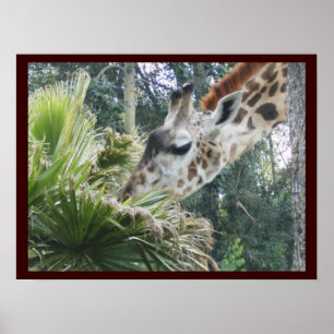 Giraffe at Lunch Poster