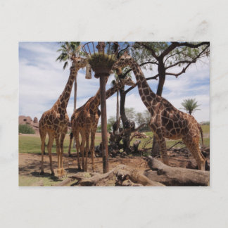 Giraffe Attack Postcard