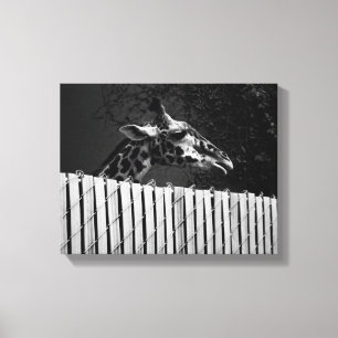 Giraffe behind Fence Black & White Photograph Canvas Print
